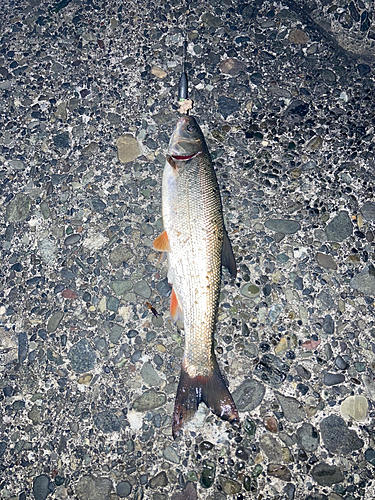 ウグイの釣果