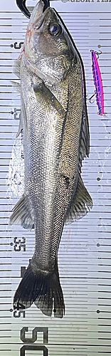 シーバスの釣果