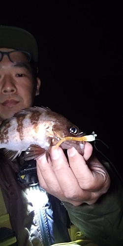 シロメバルの釣果