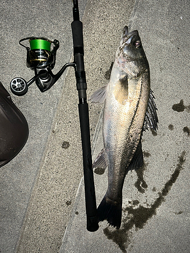 シーバスの釣果