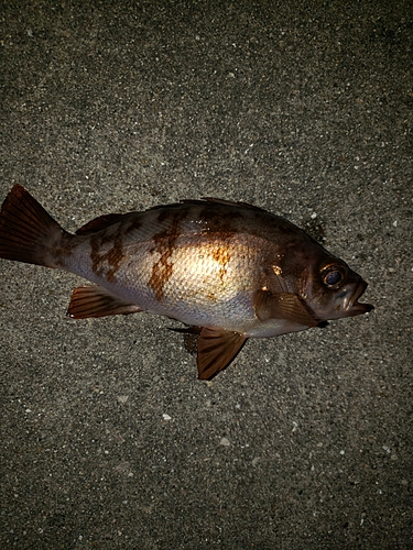 メバルの釣果