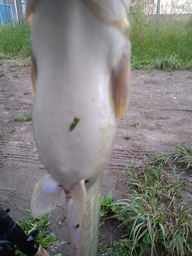 ナマズの釣果