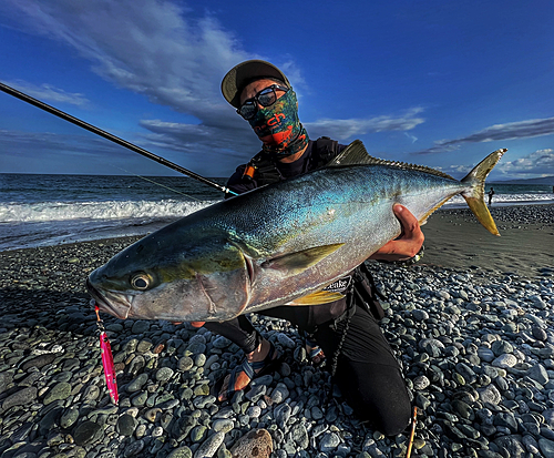 ワラサの釣果