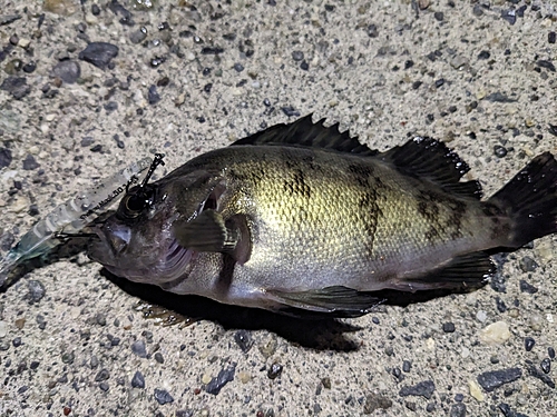 メバルの釣果