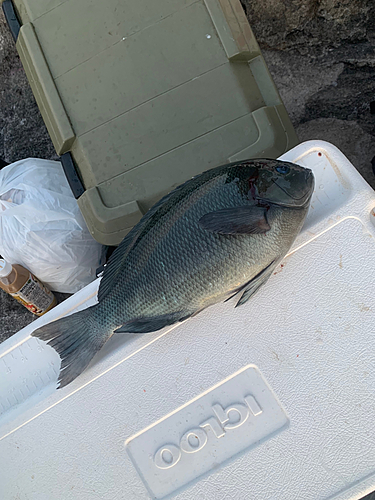 クチブトグレの釣果