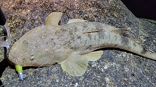 マゴチの釣果