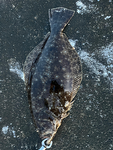 ヒラメの釣果