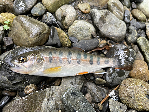 ヤマメの釣果