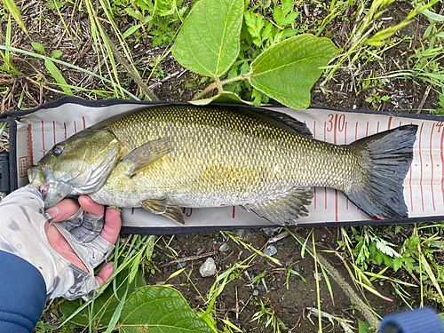 スモールマウスバスの釣果