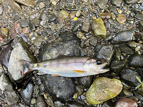 ヤマメの釣果