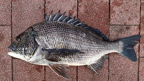 クロダイの釣果