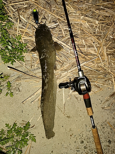 ナマズの釣果