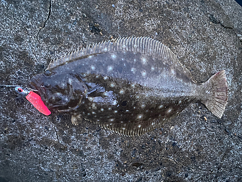 ソゲの釣果