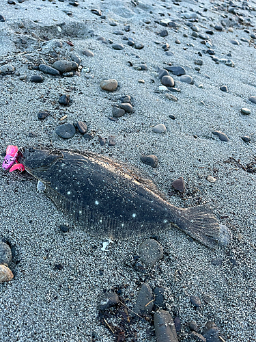 ヒラメの釣果