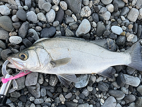 ヒラスズキの釣果