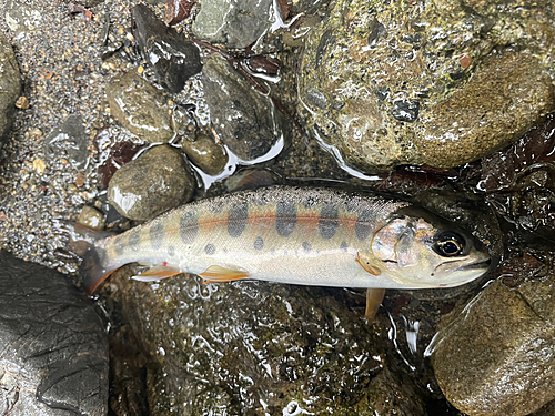 ヤマメの釣果