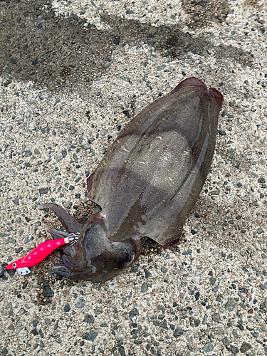 コウイカの釣果