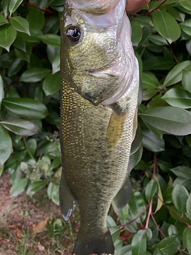 ラージマウスバスの釣果