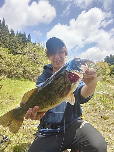 ラージマウスバスの釣果