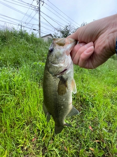 ラージマウスバスの釣果