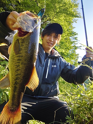 ラージマウスバスの釣果