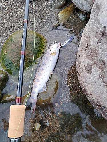 ヤマメの釣果