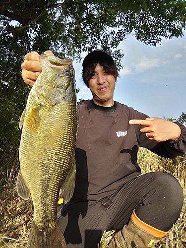 ラージマウスバスの釣果