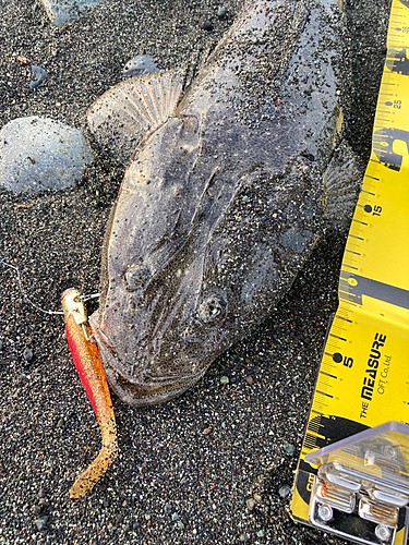 マゴチの釣果