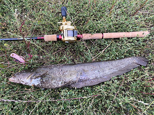 ナマズの釣果