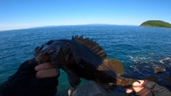 クロソイの釣果