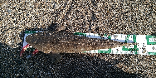 マゴチの釣果