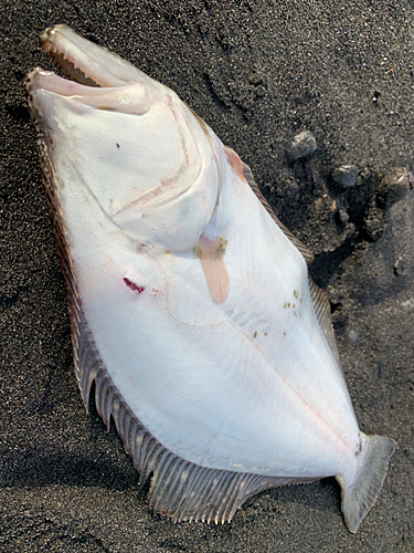 ヒラメの釣果