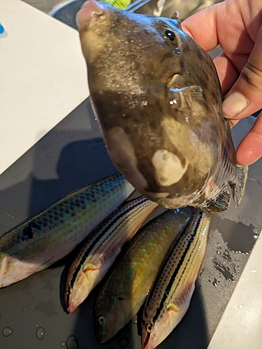 カワハギの釣果