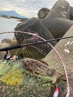 モンゴウイカの釣果