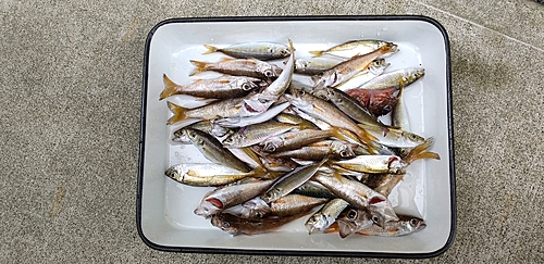 アジの釣果