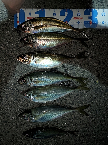 アジの釣果