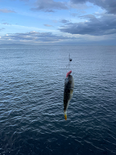 フグの釣果