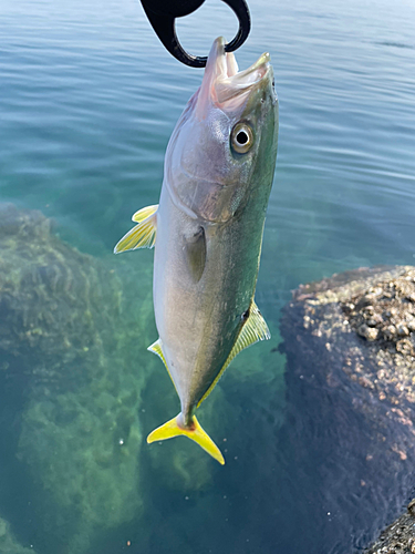 フクラギの釣果