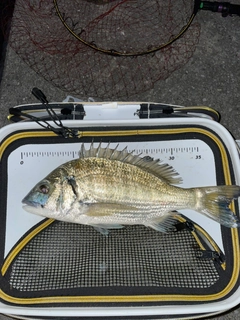 ミナミクロダイの釣果