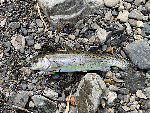 ニジマスの釣果