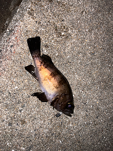 メバルの釣果