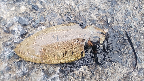 モンゴウイカの釣果