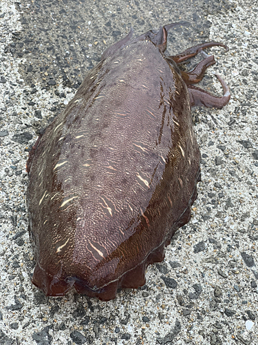 カミナリイカの釣果