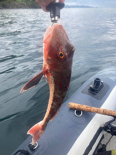 ホウボウの釣果