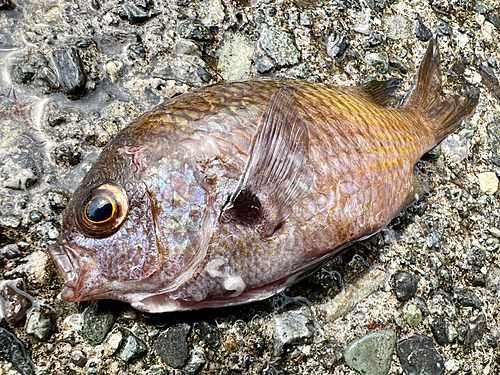 スズメダイの釣果