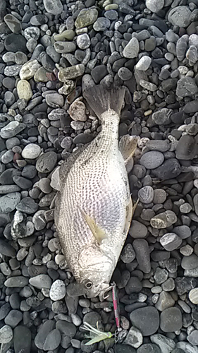 イシモチの釣果