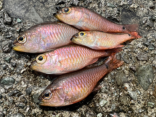 ネンブツダイの釣果