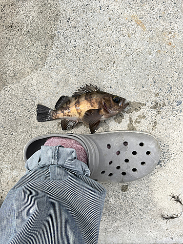 メバルの釣果