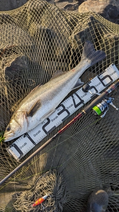 シーバスの釣果