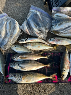 アジの釣果